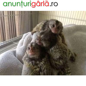 Imagine anunţ Marmoset pigmeu fermecător pentru adopție