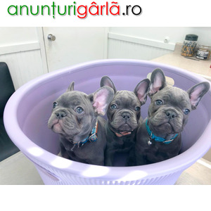 Imagine anunţ Puii minunați Bulldog francez