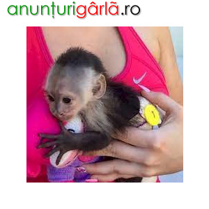 Imagine anunţ Două maimuțe suculente din capuchin care caută o nouă casă.