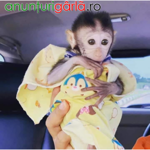 Imagine anunţ Drăguț Maimuțe capucine masculi și femele excelente