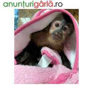 Imagine anunţ Maimuțe de capucină uimitoare de vânzare