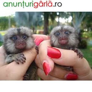 Imagine anunţ Maimuțe marmoset îmblânzite de vânzare