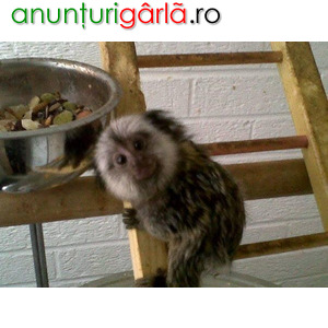 Imagine anunţ Marmoset Monkey are nevoie de o casă nouă