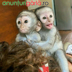 Imagine anunţ Pui de maimuță capucină sănătoasă de vânzare