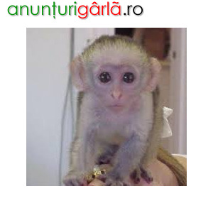 Imagine anunţ superbe maimuțe capucin pentru o casă de îngrijire