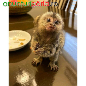 Imagine anunţ Maimuță Capucină pentru Adopție