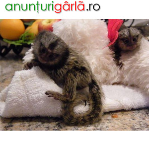 Imagine anunţ Maimuțe Marmosets Disponibil pentru ADOPȚIE Acum