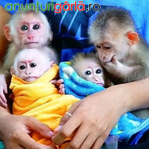 Imagine anunţ Maimuțe de capucin de vânzare