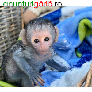 Imagine anunţ Frumoase maimuțe capucin gata pentru o nouă casă