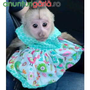 Imagine anunţ Frumoase maimuțe capucine de vânzare