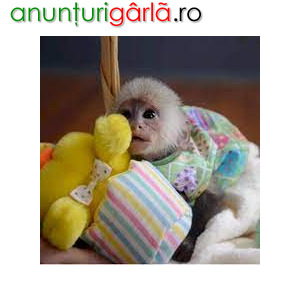 Imagine anunţ Maimuță disponibilă