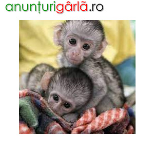 Imagine anunţ Maimuțe Capucină drăguțe, masculi și femele disponibile