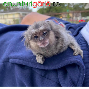 Imagine anunţ Maimuțe Marmoset drăguțe pentru adopție