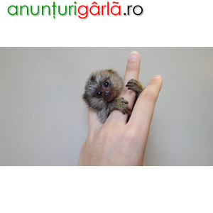 Imagine anunţ Maimuțe Marmoset superbe pentru adopție