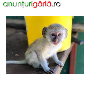 Imagine anunţ Maimuțe capucine (masculi și femele) de vânzare