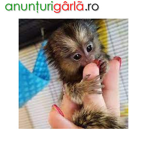 Imagine anunţ Maimuțe marmoset minunate disponibile