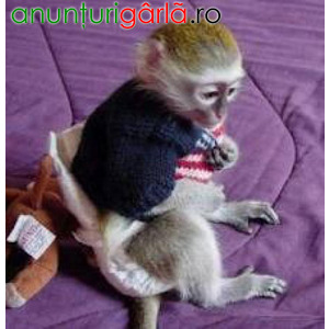 Imagine anunţ Superba maimuță capucină