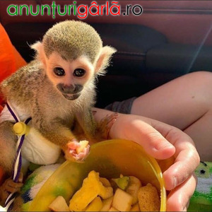 Imagine anunţ Maimuță veveriță uimitoare de vânzare