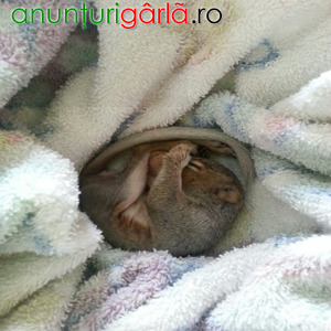 Imagine anunţ Maimuțe marmoset adorabile de vânzare
