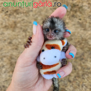 Imagine anunţ Maimuțe marmoset minunate de vânzare