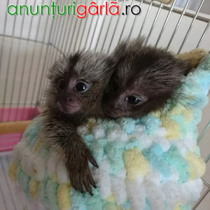 Imagine anunţ Coppia di scimmie marmoset disponibili