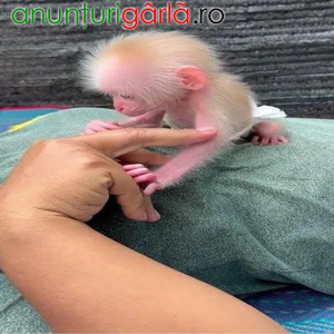 Imagine anunţ !Doi pui de maimuță capucină de vânzare
