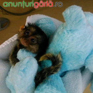 Imagine anunţ Maimuțe marmosetă frumoase disponibile