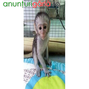 Imagine anunţ Scimmie cappuccine sane in vendita