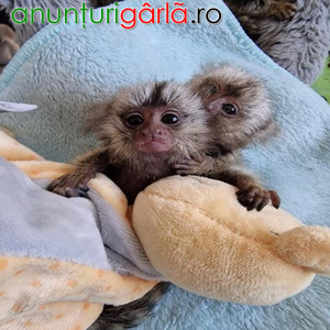Imagine anunţ Scimmie marmoset super carine disponibili ora