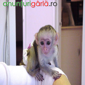 Imagine anunţ Splendidi cuccioli di scimmia marmoset in vendita