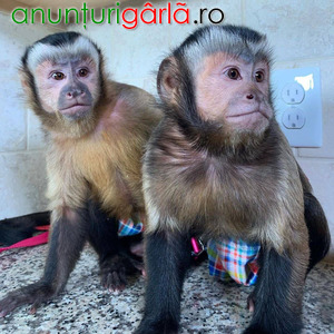 Imagine anunţ maimuțe capucino de vânzare