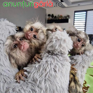 Imagine anunţ Maimuțe Marmoset Pigmee de vânzare