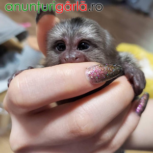 Imagine anunţ Maimuțe Marmoset adorabile de vânzare