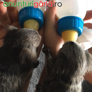 Imagine anunţ Maimuțe Marmoset cu deget de vânzare