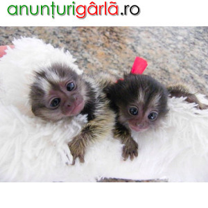 Imagine anunţ Maimuțe Marmosets Disponibil pentru ADOPȚIE Acum