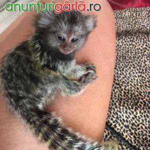 Imagine anunţ Maimuțe Marmosets Disponibil pentru ADOPȚIE Acum
