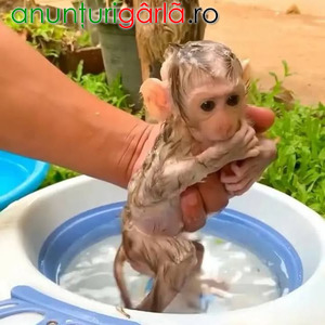 Imagine anunţ Maimuțe capucină îmblânzite manual de vânzare.