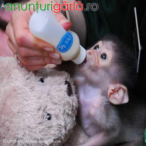 Imagine anunţ Maimuțe capucine îmblânzite de vânzare