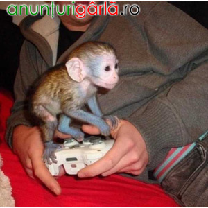 Imagine anunţ Sunt disponibile puii de maimuțe marmoset cu degete inteligente.