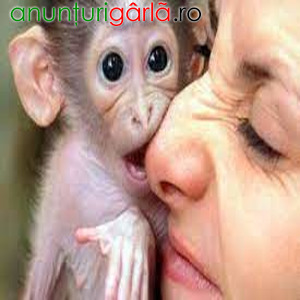 Imagine anunţ Două maimuțe capucine disponibile!!