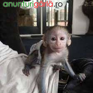 Imagine anunţ Maimuțe Capucine Remarcabile
