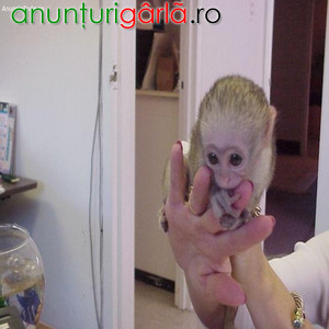 Imagine anunţ Maimuță Capucină de vânzare