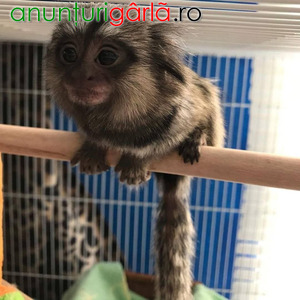 Imagine anunţ Dulce pui de maimuță Marmoset pentru o casă nouă