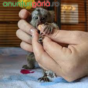 Imagine anunţ Maimuțe Marmoset minunate de vânzare