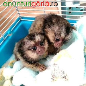 Imagine anunţ Maimuțe Marmoset minunate de vânzare