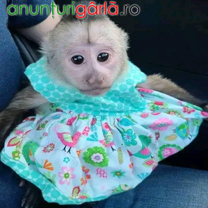 Imagine anunţ Maimuțe capucine pui de vânzare
