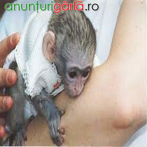 Imagine anunţ Maimuță Capucină Superbă de Adopție