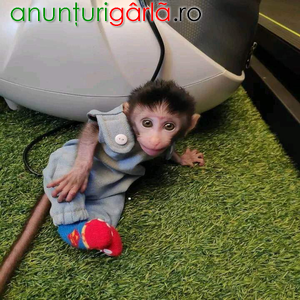 Imagine anunţ Maimuță Capucină are nevoie de o casă