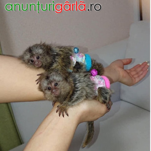 Imagine anunţ Maimuță Marmoset sănătoasă de vânzare