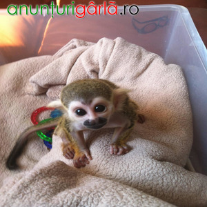 Imagine anunţ Maimuță veveriță drăguță disponibilă